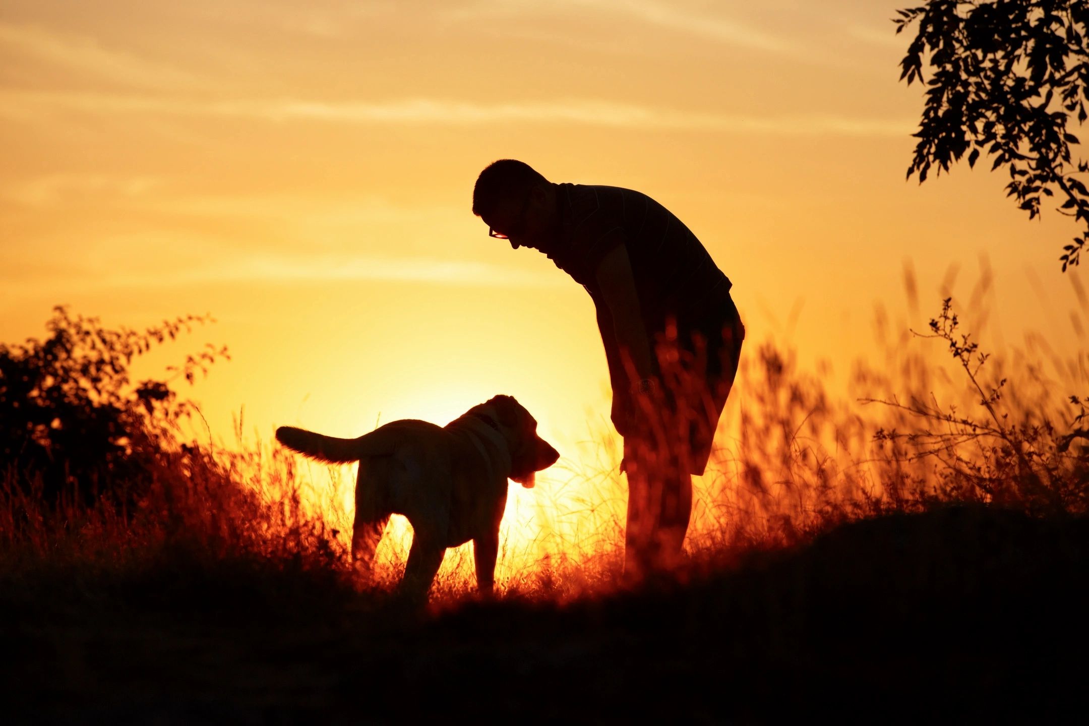 Take Your Dog